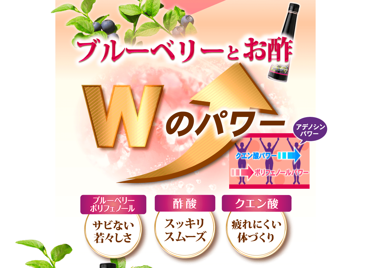 贅沢ブルーベリー酢のＷのパワー！クエン酸パワー（アデノシンパワー）+ポリフェノールパワー。ブルーベリーポリフェノールはサビない若々しさを、酢酸はスッキリスムーズな毎日を、クエン酸は疲れにくい体づくりをサポートしてくれます。