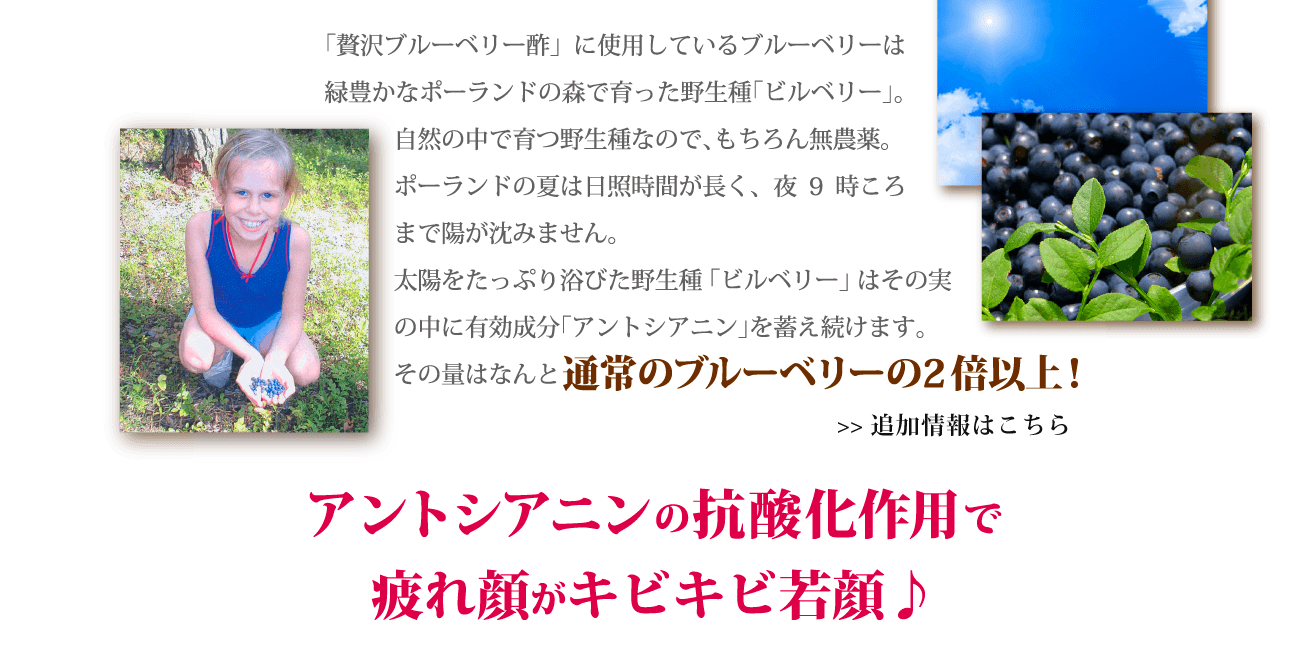 「贅沢ブルーベリー酢」に使用しているブルーベリーは緑豊かなポーランドの森で育った野生種「ビルベリー」。自然の中で育つ野生種なので、もちろん無農薬。ポーランドの夏は日照時間が長く、夜9時ころまで陽が沈みません。太陽をたっぷり浴びた野生種「ビルベリー」はその実の中に有効成分「アントシアニン」を蓄え続けます。その量はなんと通常のブルーベリーの2倍以上！アントシアニンの抗酸化作用で疲れ顔がキビキビ若顔♪